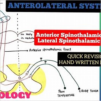 Spinothalamic Tract Anterolateral System